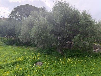 /international/gr/elounda-crete-310106158236/