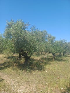 /international/gr/kiparissia-peloponnese-western-greece-and-ionian-310106576403/