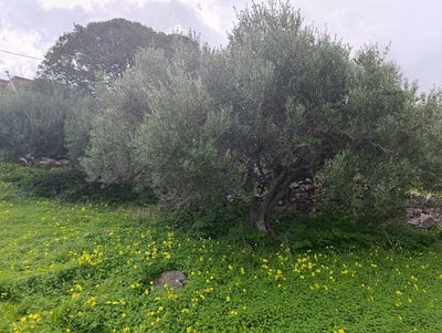 /international/gr/kato-pines-crete-310119973656/