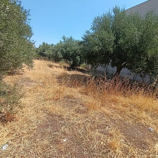 /international/gr/kritsa-crete-310119980152/
