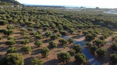 /international/gr/avlona-aegean-310106576146/