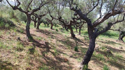 /international/gr/ano-riglia-peloponnese-western-greece-and-ionian-310101288521/