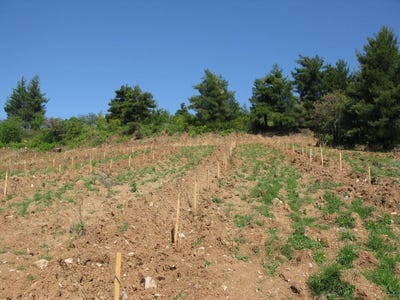 /international/gr/agia-anna-thessaly-central-greece-310108429467/
