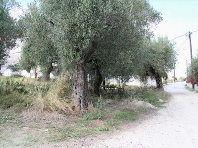 /international/gr/polychrono-macedonia-thrace-120096436983/?lang=en