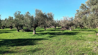 /international/gr/kiparissia-peloponnese-western-greece-and-ionian-310099418583/