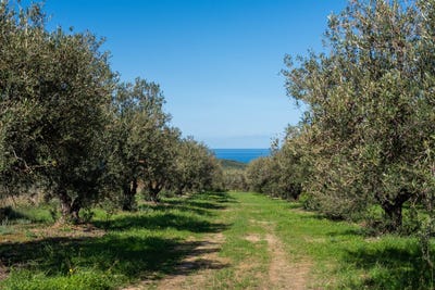 /international/gr/xamoudochori-crete-310107046640/