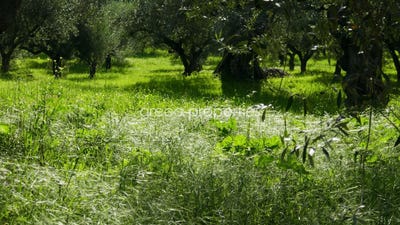 /international/gr/pilos-peloponnese-western-greece-and-ionian-310106605457/