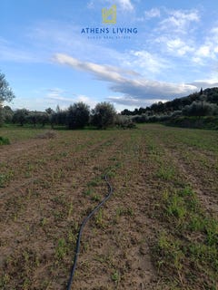 /international/gr/messini-thessaly-and-central-greece-310105405101/