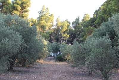 /international/gr/metamorfosi-attica-310108057082/
