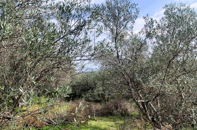 /international/gr/maleme-crete-310106626701/
