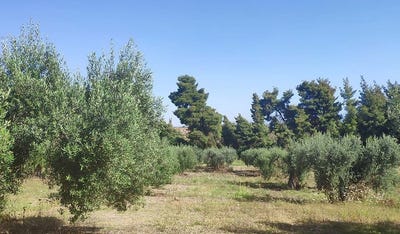 /international/gr/kriopigi-macedonia-thrace-310108008305/