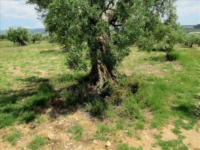/international/gr/poligiros-macedonia-thrace-310103788694/
