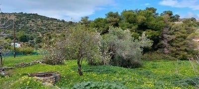 /international/gr/aegina-attica-310102184196/