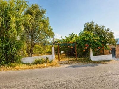 /international/gr/platania-macedonia-thrace-310109344842/