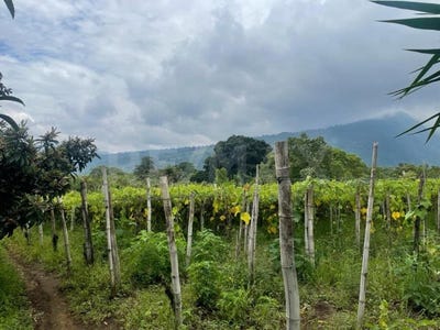 /international/gt/5555-san-juan-del-obispo-antigua-guatemala-san-juan-del-obispo-sacatepequez-san-juan-del-obispo-sacatepequez-department-120087124679/