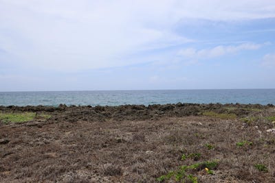 /international/hn/parrot-tree-roatan-bay-islands-department-310085846292/?lang=de