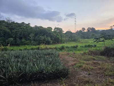/international/hn/sector-el-bambu-aldea-agua-azul-rancho-a-540m-de-gasolinera-y-desvio-el-bambu-calle-que-conduce-de-ca5-a-san-isidro-santa-cruz-de-yojoa-municipio-de-cortes-santa-cruz-de-yojoa-cortes-santa-cruz-de-yojoa-cortes-department-310108648297/