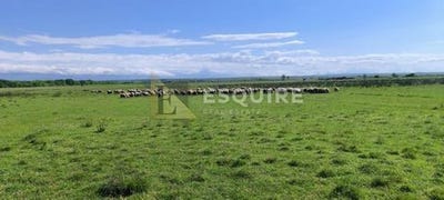 /international/hr/zemunik-donji-zadar-county-310103665607/