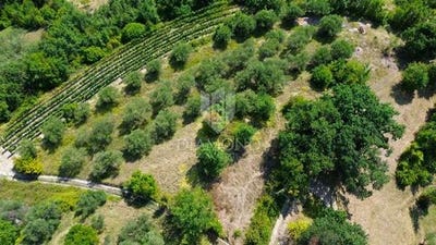 /international/hr/cerovlje-istria-county-120094740286/