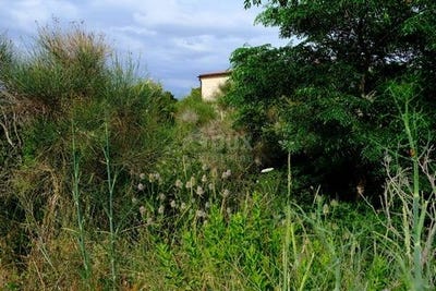 /international/hr/vir-virovitica-podravina-county-120093016100/