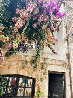 /international/hr/jelsa-jelsa-split-dalmatia-county-120091938536/