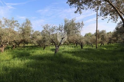 /international/hr/pula-istria-county-310107707190/