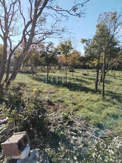 /international/hr/barban-istria-county-310105341324/