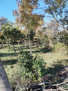 /international/hr/barban-istria-county-310105341481/