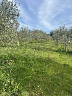 /international/hr/mali-losinj-primorje-gorski-kotar-county-120094753364/