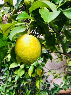 /international/il/haifa-haifa-310106574652/