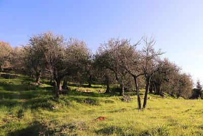 /international/it/via-roma-dolceacqua-provincia-di-imperia-ligurie-18036-italie-dolceacqua-liguria-310101172899/?lang=zh-cn