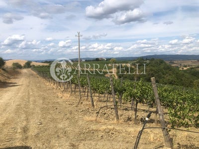 /international/it/cinigiano-tuscany-310107760233/