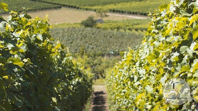 /international/it/montalcino-tuscany-310109907569/