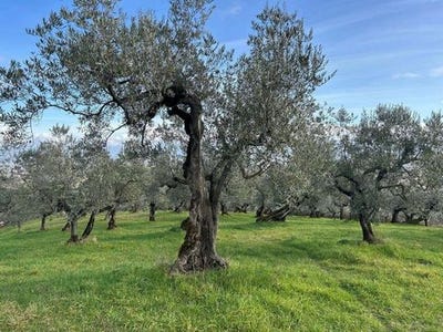 /international/it/via-dei-parmigiani-cecina-lombardy-310108272736/