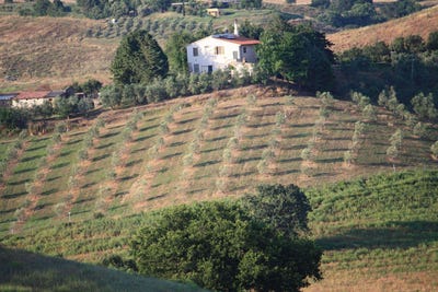 /international/it/campagnatico-tuscany-310106836384/