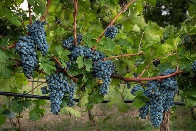 /international/it/montepulciano-tuscany-310101709222/