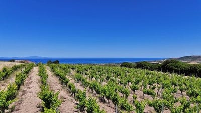 /international/it/sorso-sardinia-310108954881/?lang=fr