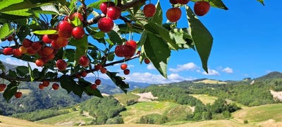 /international/it/25-via-modiglianese-25-27-29-ex-localita-ridianello-5-tredozio-emilia-romagna-310104505603/