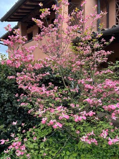 /international/it/san-miniato-tuscany-310100712458/