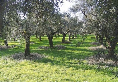 /international/it/s-v-delle-cerretelle-cecina-lombardy-310108272735/