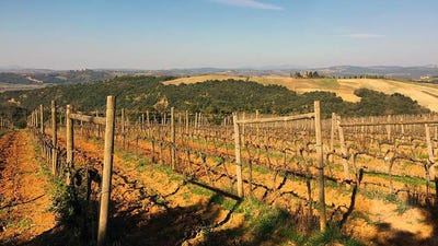 /international/it/montalcino-tuscany-310110359829/