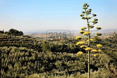 /international/it/die-adresse-erhalten-sie-vom-anbieter-vinci-tuscany-310101534318/?lang=es