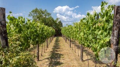 /international/it/montepulciano-tuscany-310110357921/