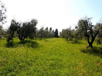 /international/it/pipistrello-rosignano-marittimo-tuscany-310108271138/