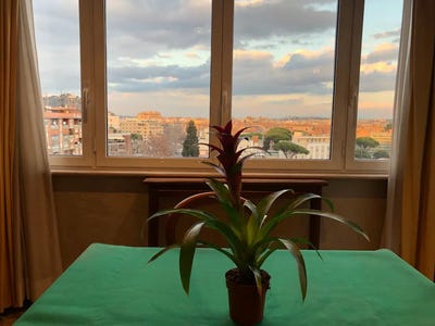 /international/it/via-cipro-rome-lazio-310094053503/