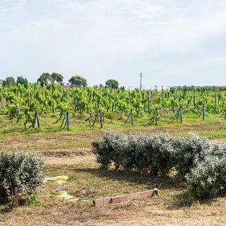 /international/it/grosseto-tuscany-310110184880/