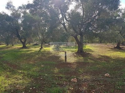 /international/it/carovigno-apulia-310098719379/
