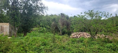 /international/jm/land-part-of-phantillands-goshen-st-elizabeth-parish-310108564332/