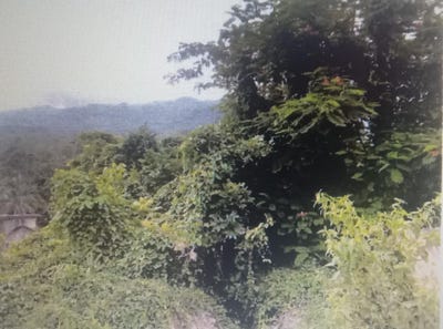 /international/jm/cocoa-boo-unit-lot-9-ewarton-saint-catherine-parish-310101044173/?lang=fr