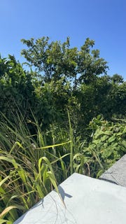 /international/jm/caribbean-park-tower-isl-lot-153-tower-isle-st-mary-parish-310108528905/
